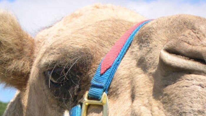 Track expected to dry out for annual Camel Cup