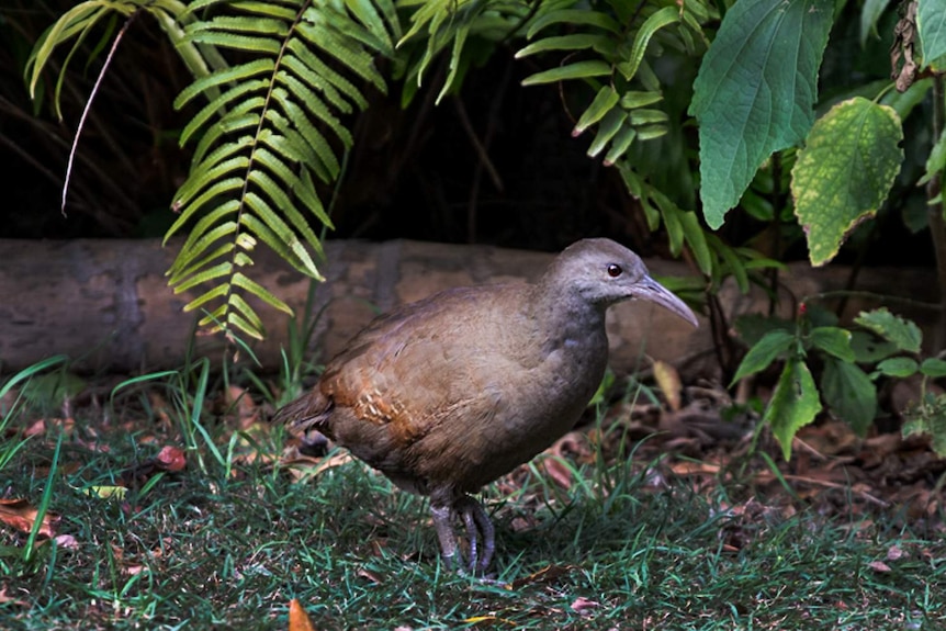 A small bird on the ground, near a forrest