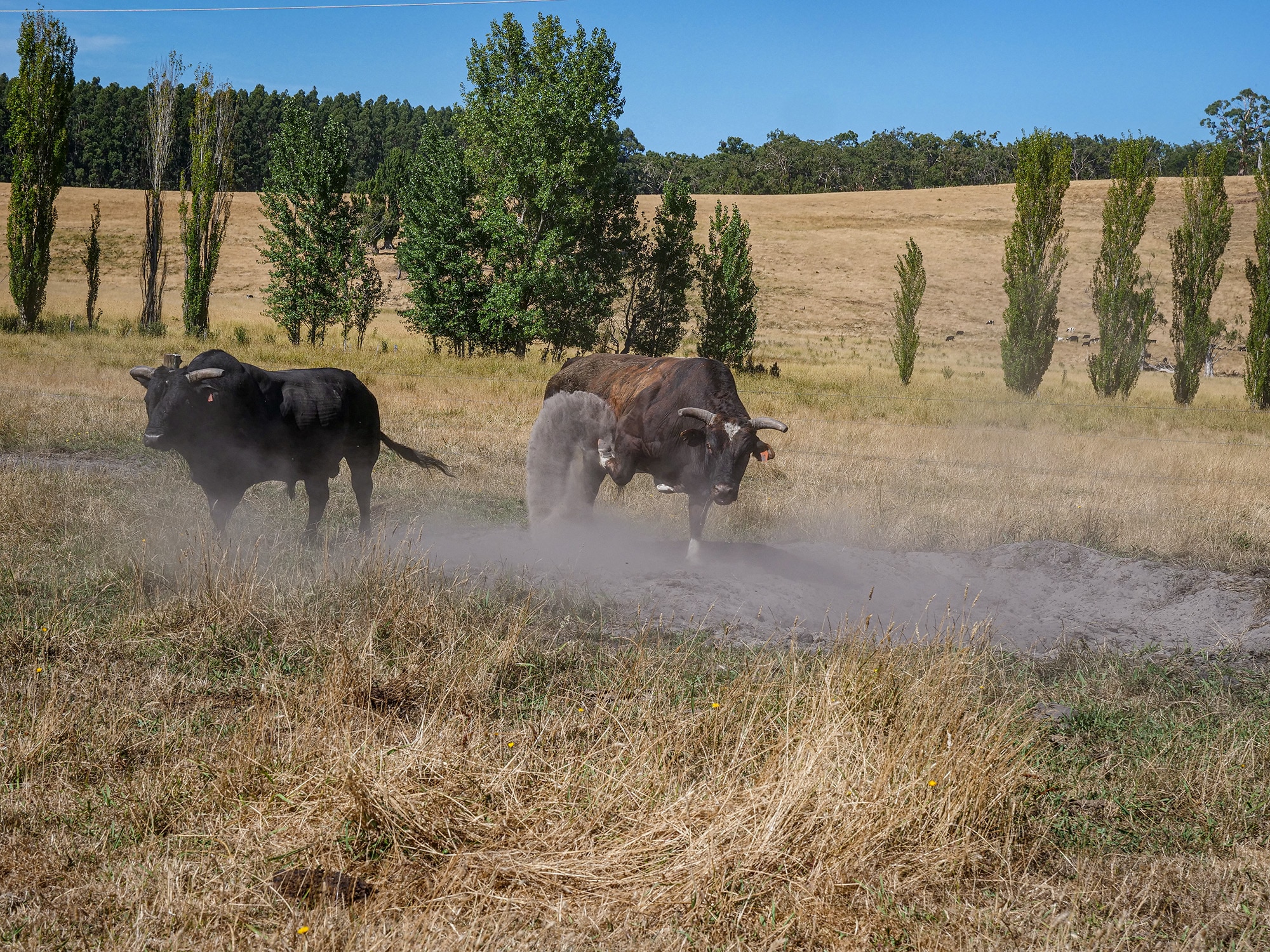 A bull in a paddock kicking up dust
