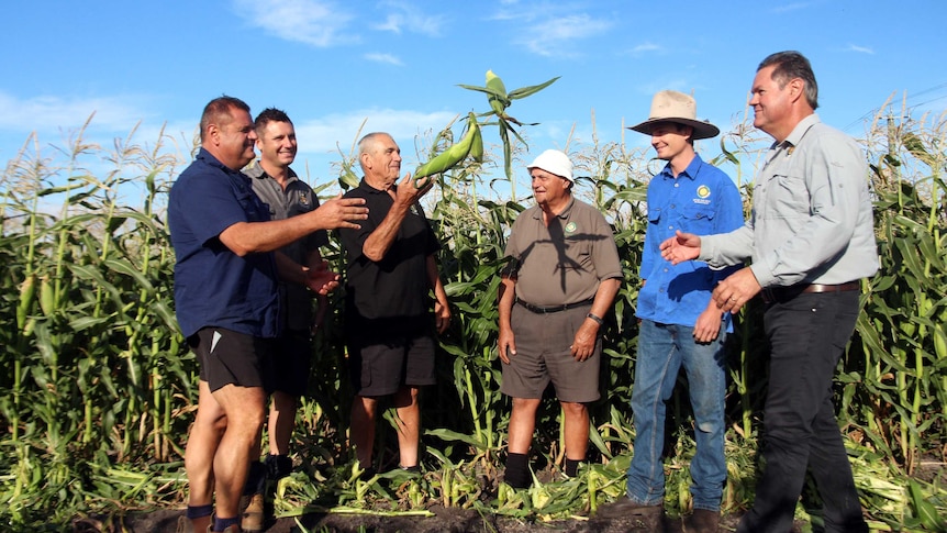 Sweet success for West Australian corn growers