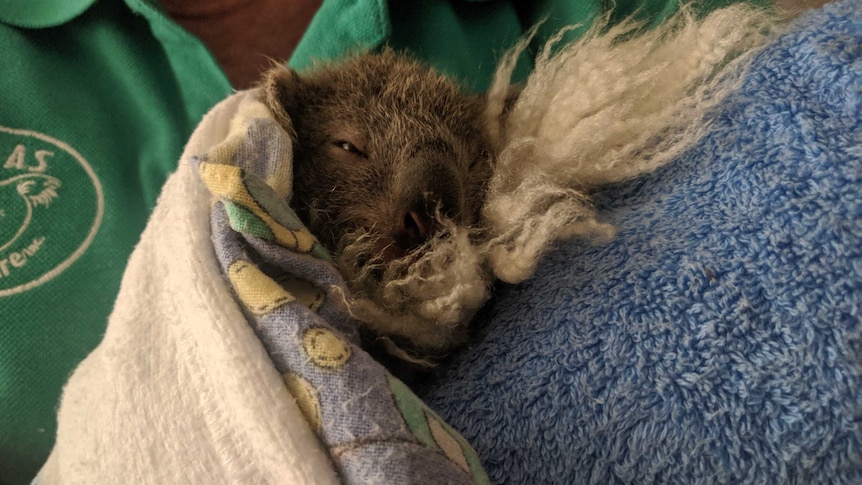 A rescued koala wrapped in blankets and towels