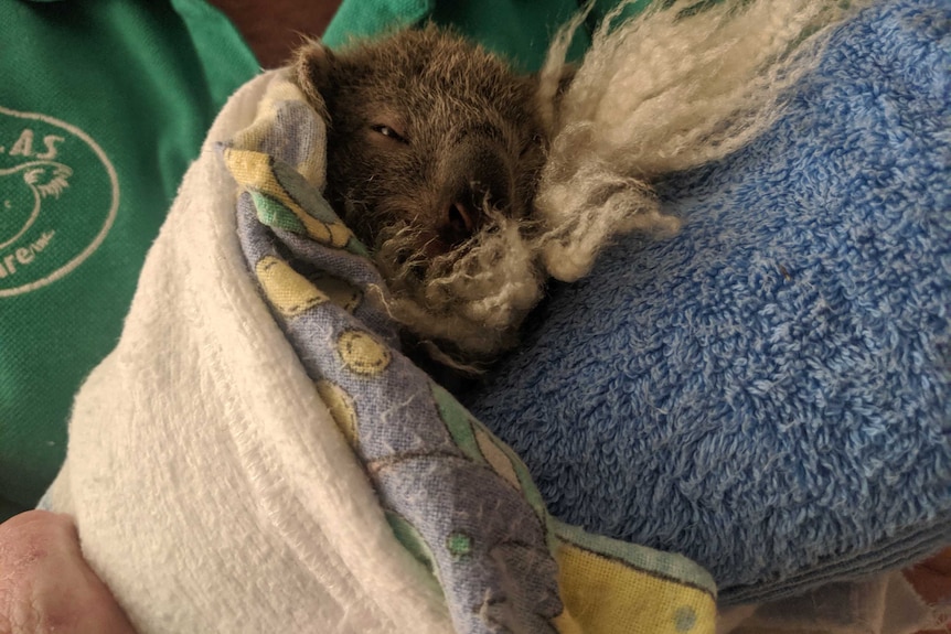 A rescued koala wrapped in blankets and towels