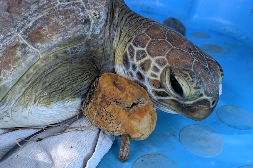 Green seat turtle fishing line wrapped around a swollen and infected flipper, turtle has sad face