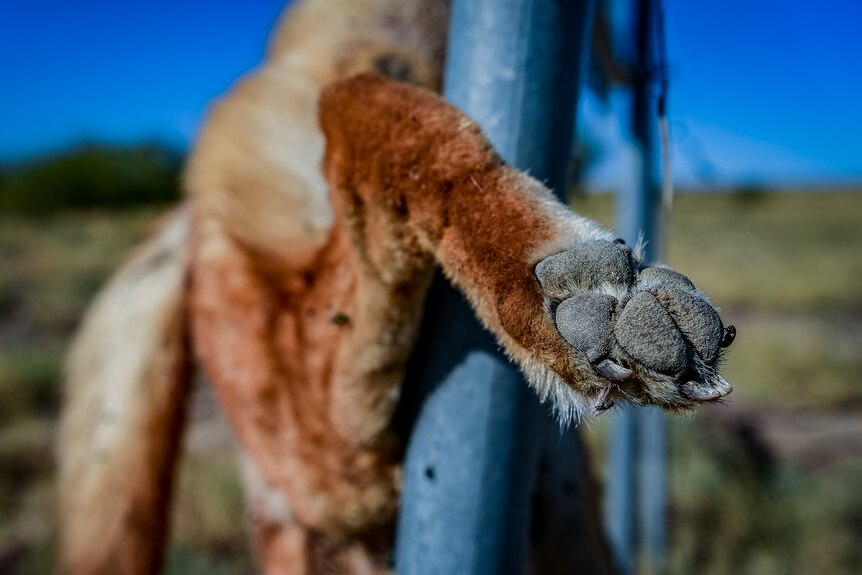 A close-up photo of a dead dingo's paw with a fly sitting on one of its paws.