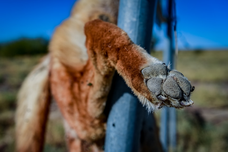 A close-up photo of a dead dingo's paw with a fly sitting on one of its paws.