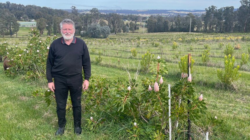 Kevin Giles is standing in a paddock on the top of a hill on his property. Behind him is his replanted flower plantation. 