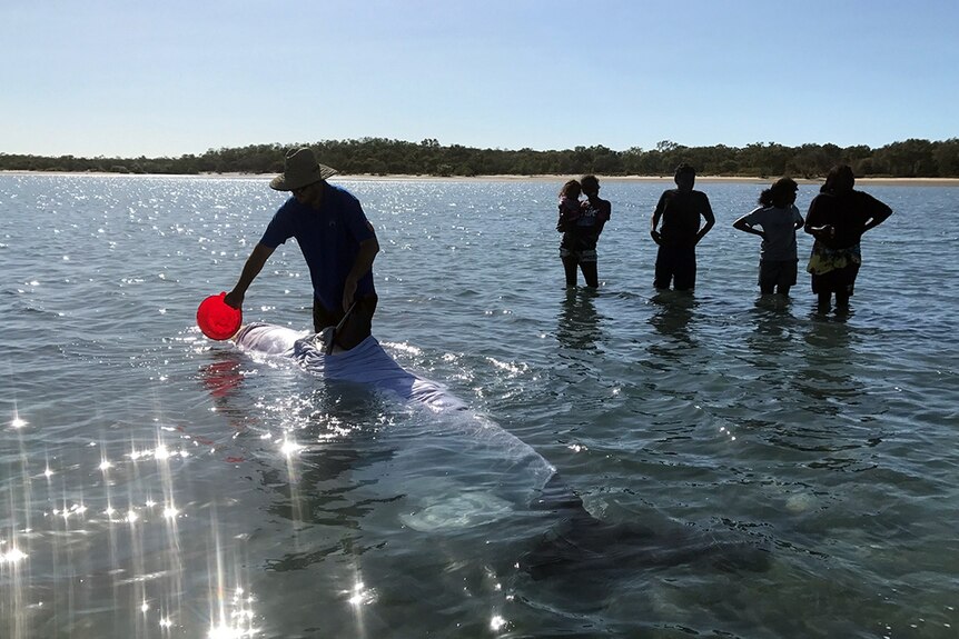 Umbakumba locals watch as efforts are underway to re-float a stranded false killer whale.