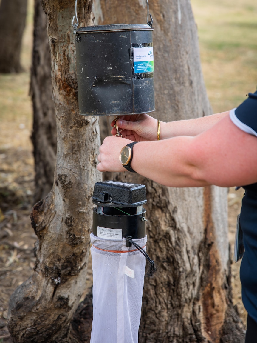 A pair of hands holds a black metal dispenser hanging on a tree trunk attached to a white bag to catch mozzies