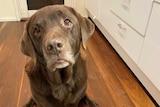 An adorable older Labrador poses for a photo in the kitch