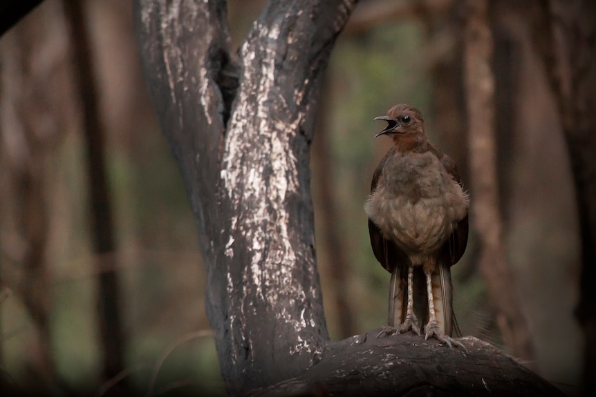 The superb lyrebird's habitat was badly damaged by the Black Summer fires in 2019-20.