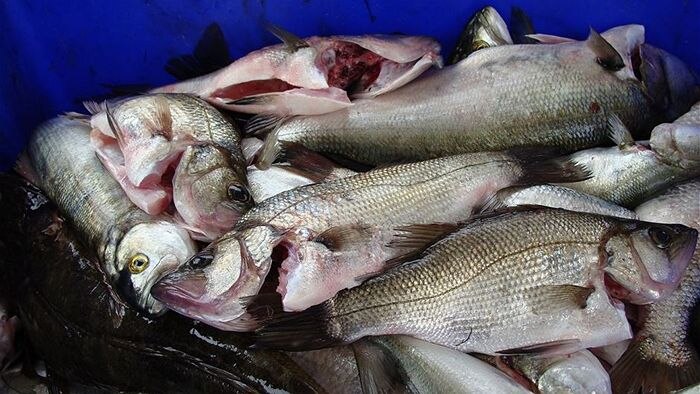 Fish from the Gippsland Lakes