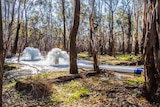 water spurts into the air from two large pipes in bushland