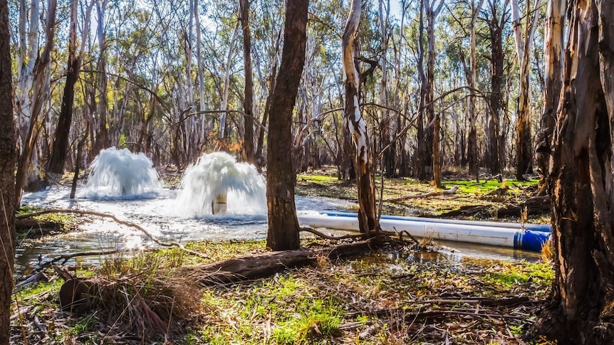water spurts into the air from two large pipes in bushland