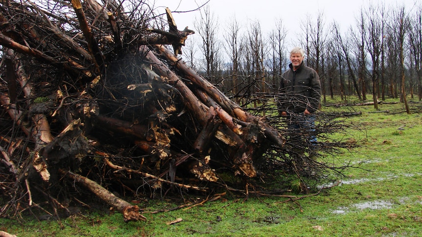 Failed forestry plantation, 'Icena' north east Tas
