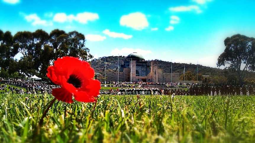 A poppy on the lawns of the Australian War Memorial in Canberra.