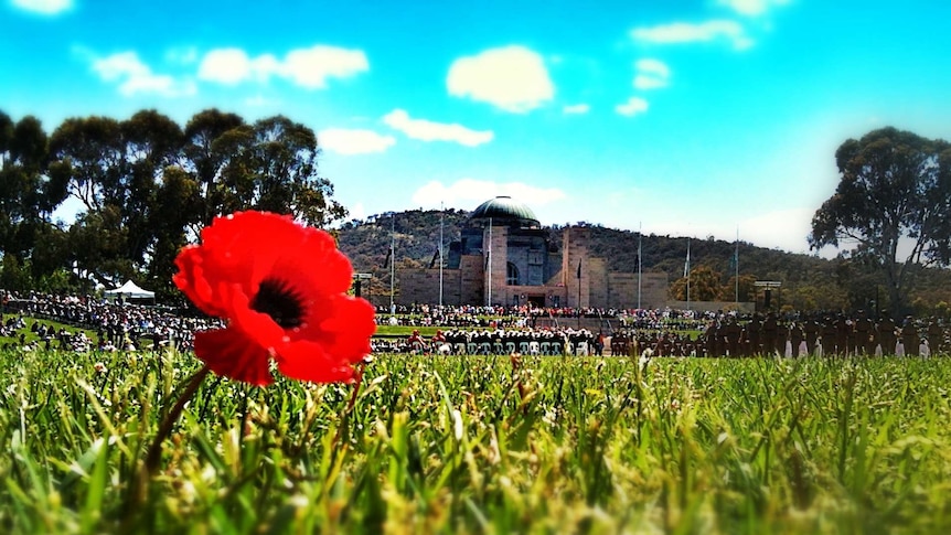 A poppy at the Australian War Memorial on Remembrance Day, good generic. Taken November 11, 2012.