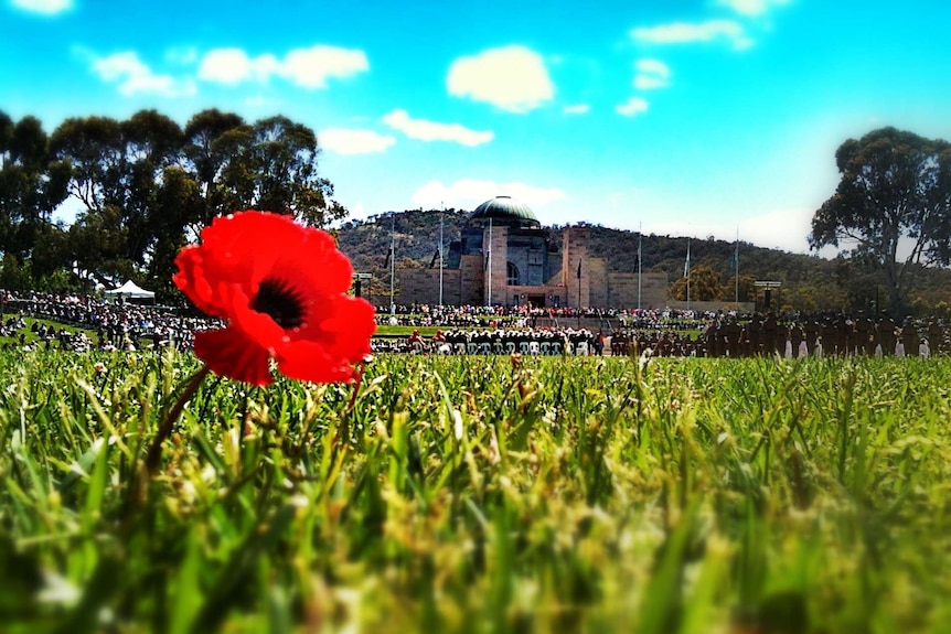 A poppy stands in a field against the backdrop of a war memorial.