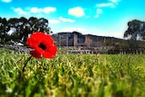 A poppy at the Australian War Memorial on Remembrance Day, good generic. Taken November 11, 2012.