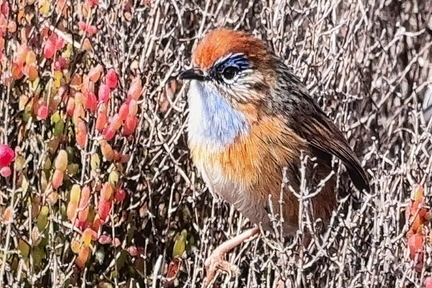 Little bird in samphire with blue chest