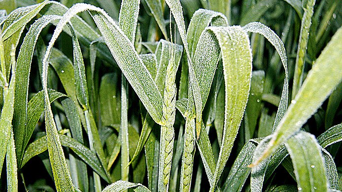 Wheat hit by frost