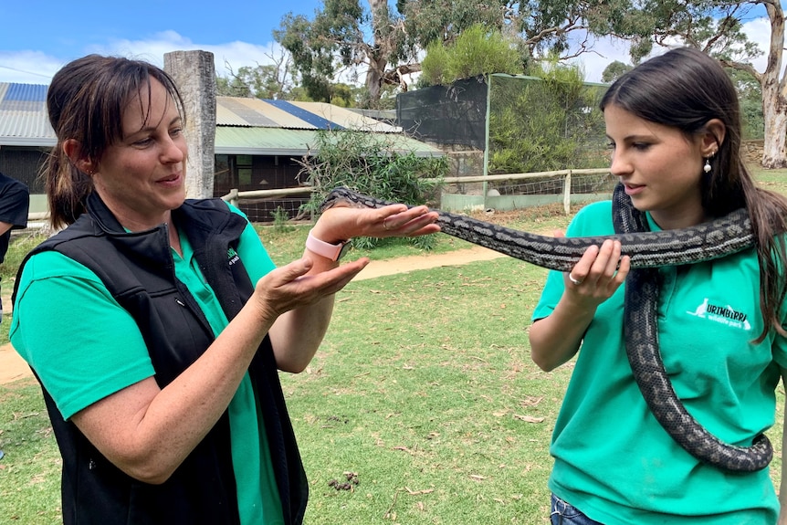 A Murray Darling Python is held by two keepers