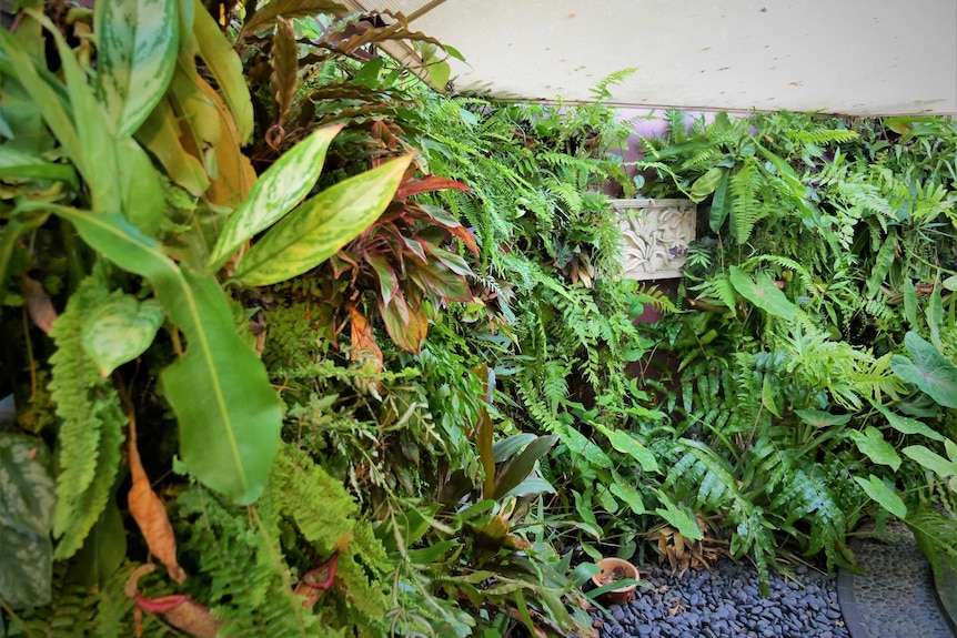 A wide shot of a small open-air domestic courtyard covered in lush ferns and other green herbaceous plants.