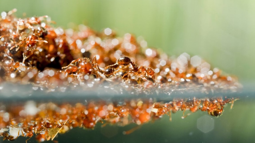 Fire ants raft on water with a reflection