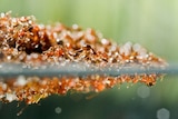 Fire ants raft on water with a reflection