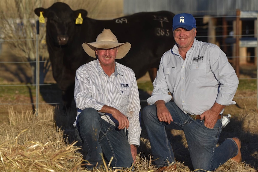 Two men in hats crouch in front of a black bull