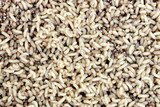 Small cream-coloured maggots wriggle in a tray of vermiculite.