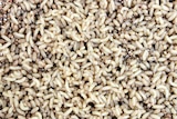 Small cream-coloured maggots wriggle in a tray of vermiculite.