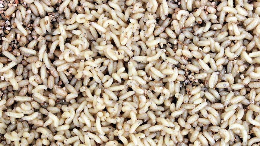 Small cream-coloured maggots wriggle in a tray of vermiculite.