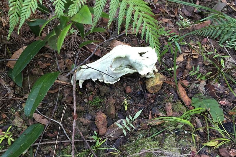 A canine skull surrounded by bush.
