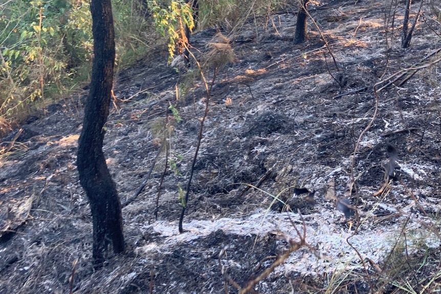 A section of burnt bushland.