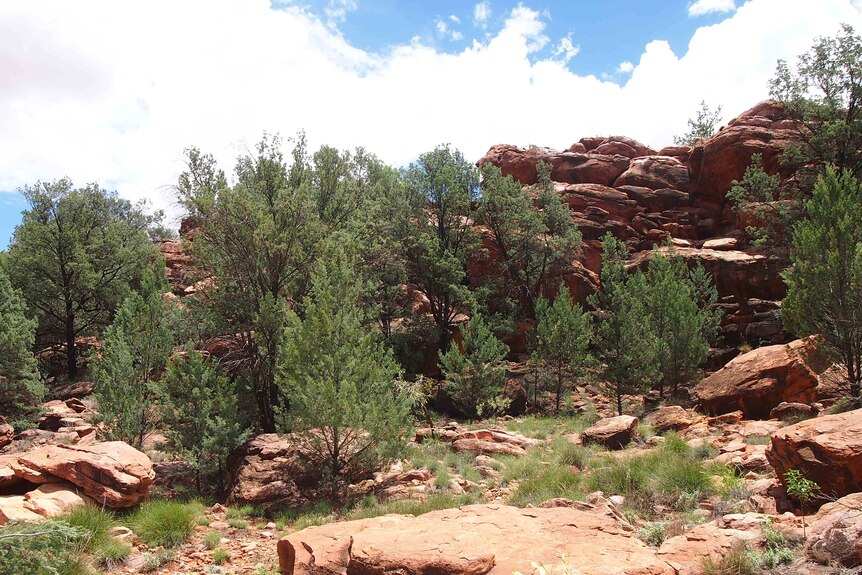 Several middle sized pine trees grow amidst red rocks