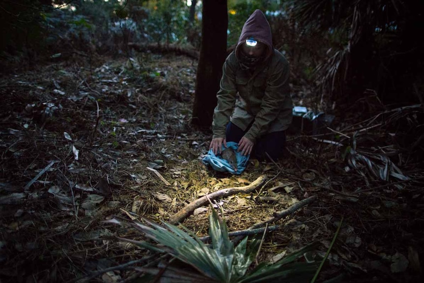 A student releases a long nosed bandicoot into a dark, pre-dawn forest.