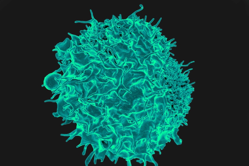 Scanned electron micrograph of a T cell.