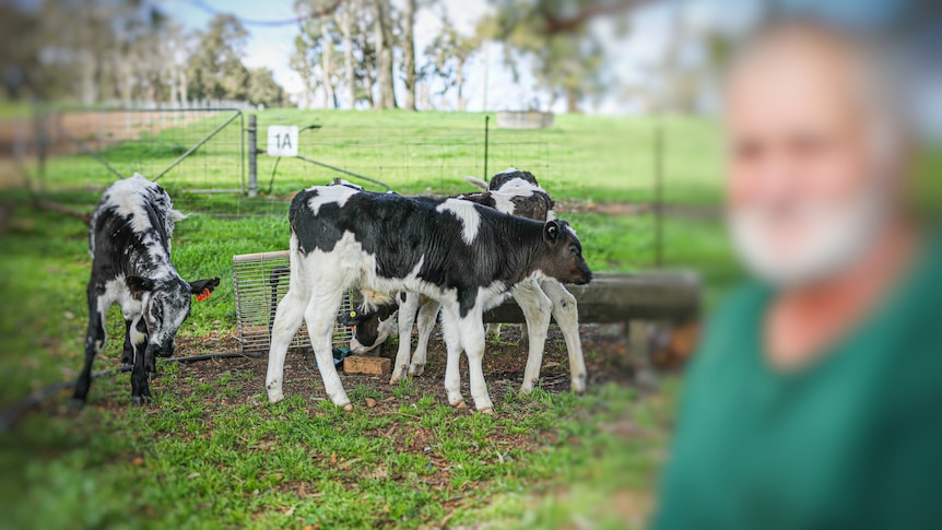 A blurred out image of a male prisoner in the foreground, with cow calves in the background.