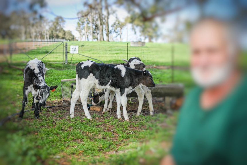 A blurred out image of a male prisoner in the foreground, with cow calves in the background.
