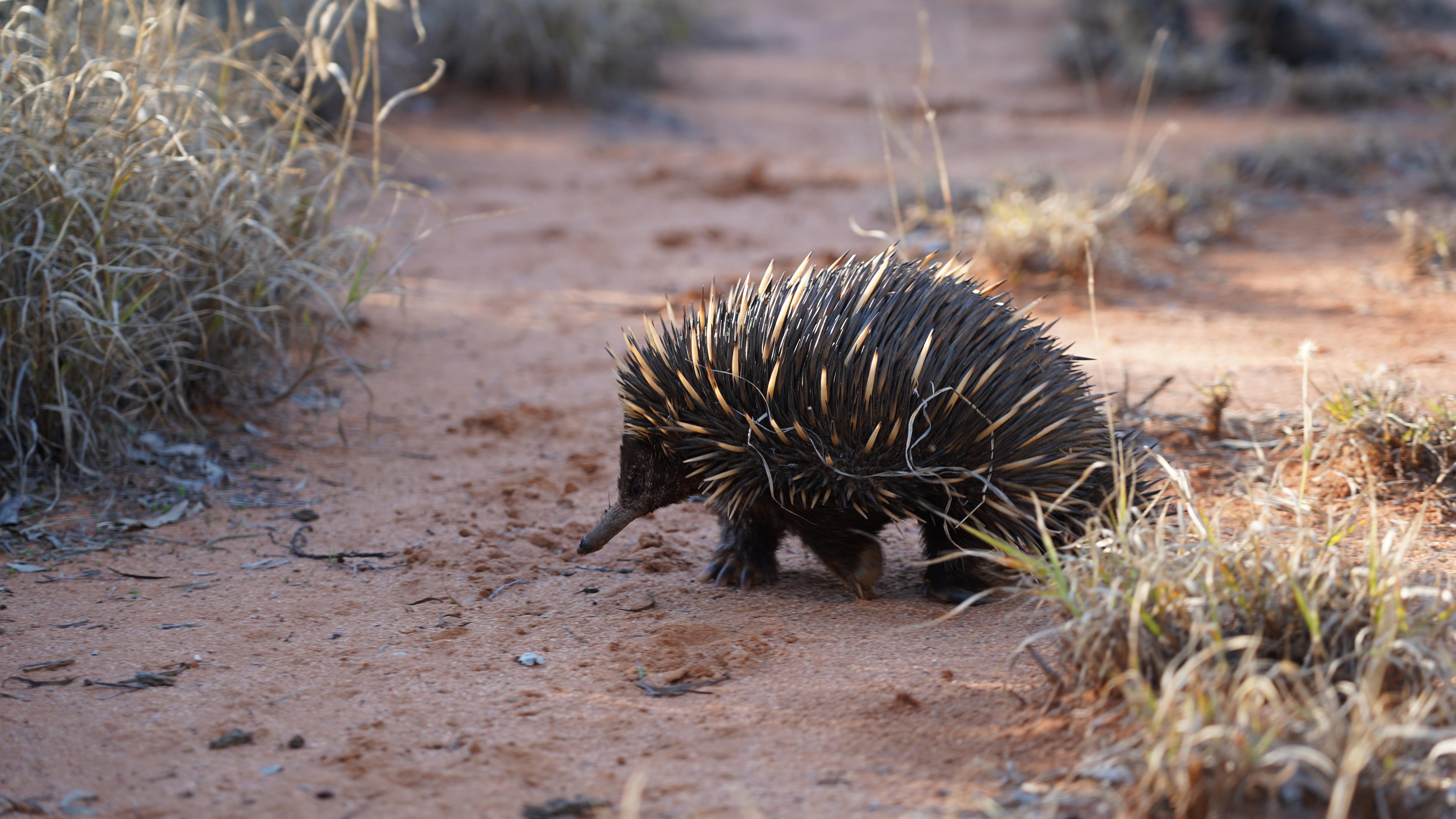 Uma equidna caminha por uma estrada de terra.