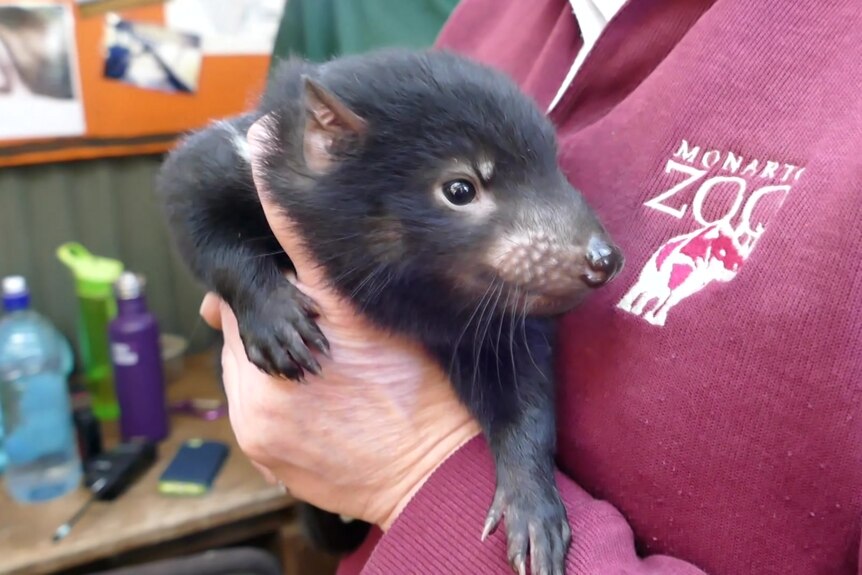 A Tasmanian devil being held by a woman up to her chest