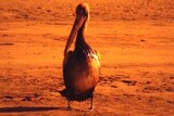 A pelican covered in oil stands on a beach near the Port of Brisbane.