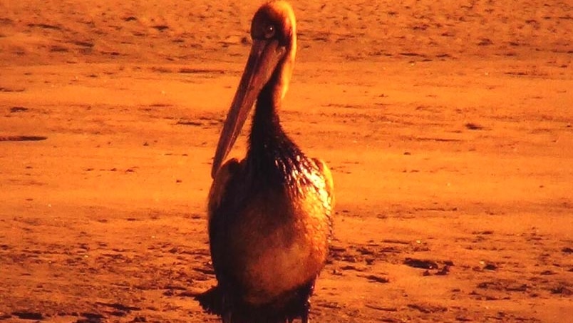 A pelican covered in oil stands on a beach near the Port of Brisbane.