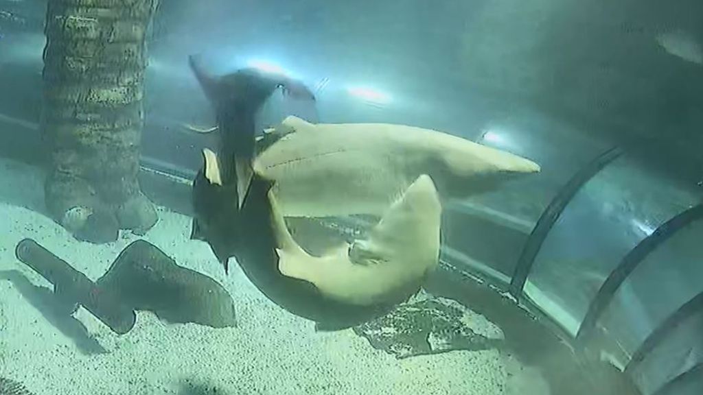 Great White Shark Mating Great White Shark Mating