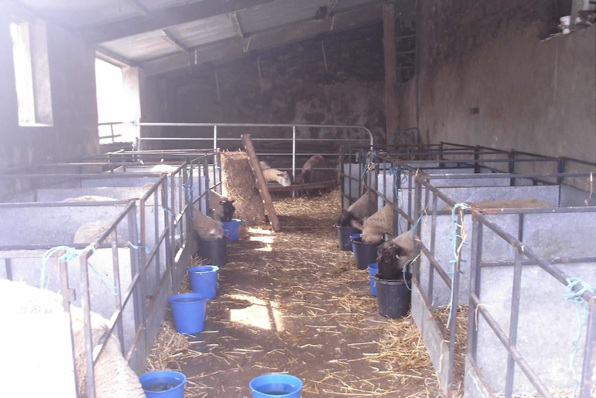 Sheep housed in Ireland