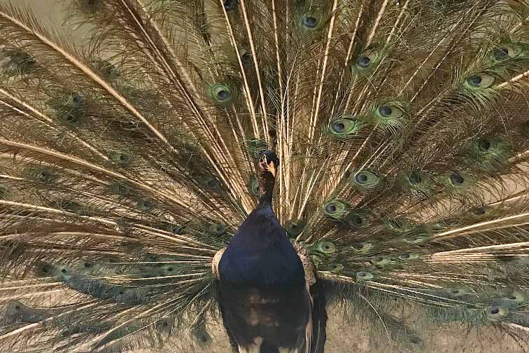 A peafowl is part of the Queensland Museum's taxidermy collection.