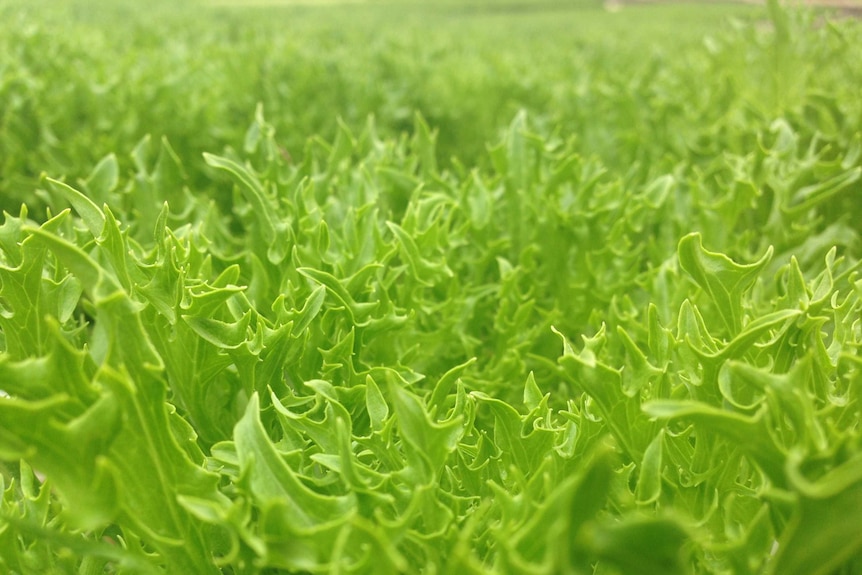 Excite lettuce at Alice Springs hydroponic farm