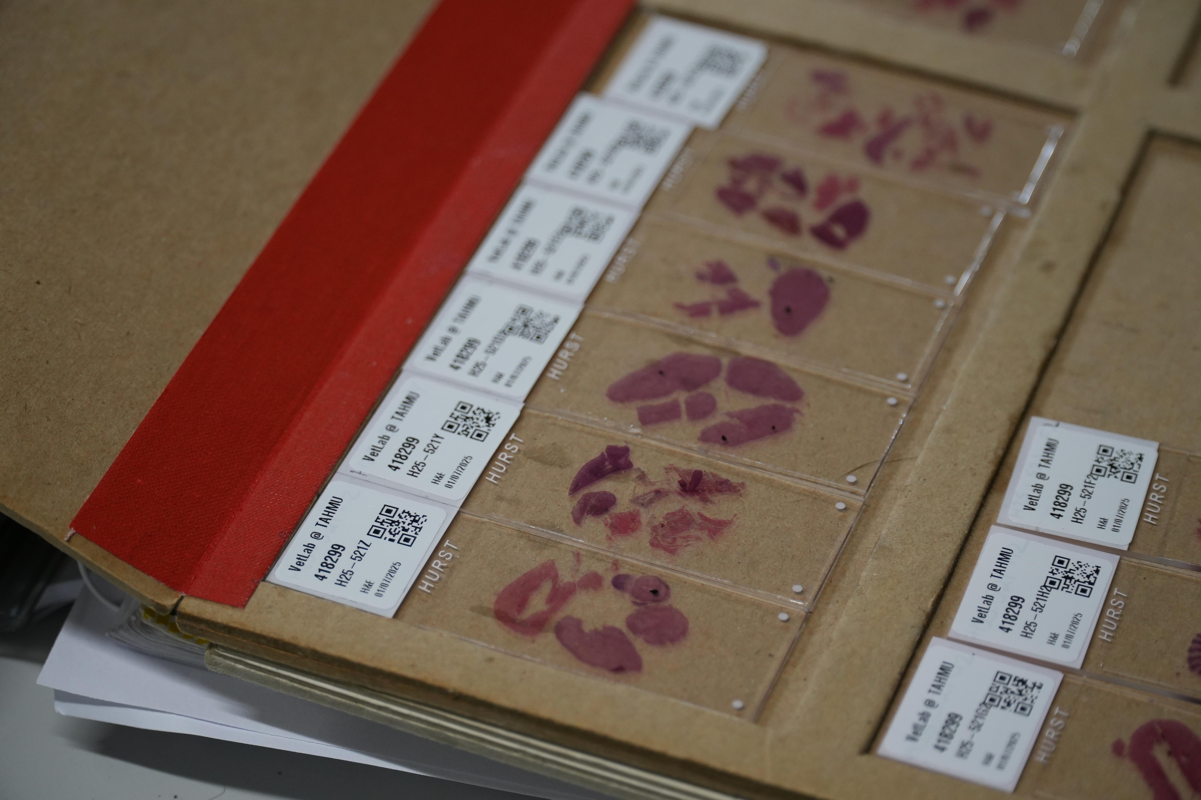 Una docena de muestras de tejido diferentes de pájaros blancos y negros fallecidos
