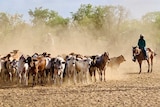 Image of two riders on horseback, working to control a herd of cattle.