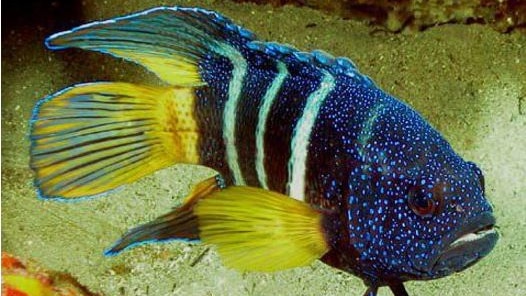 The electric blue covering and white stripes of the shy eastern blue devil fish